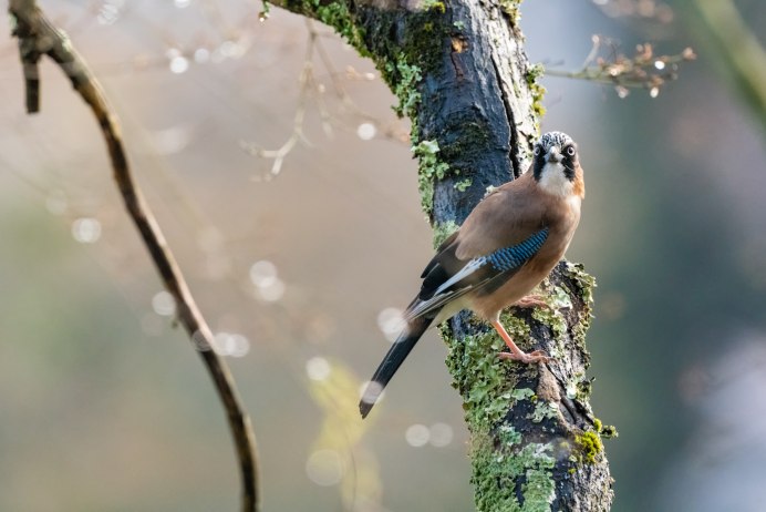 Птица на ветке хвойного дерева