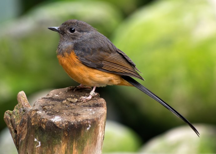 Птица вблизи