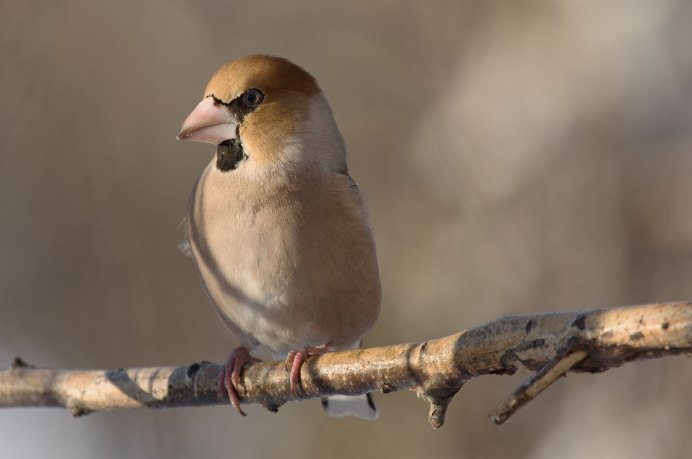 Дубонос ест