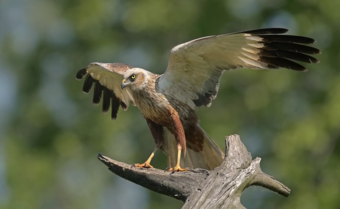 Птица Домовой Воробей
