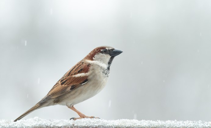 Хищные птицы в полете