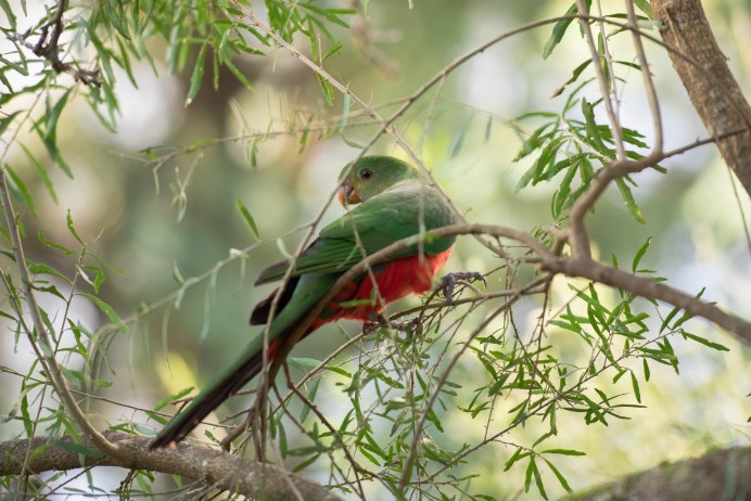 Фон Колибри