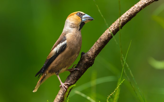Пингвин бежит