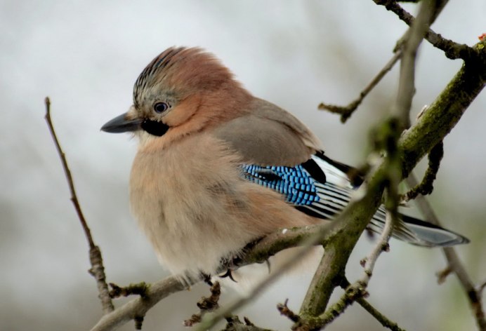 Сорока с синими крыльями