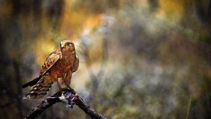 Птица Сойка Сибирская
