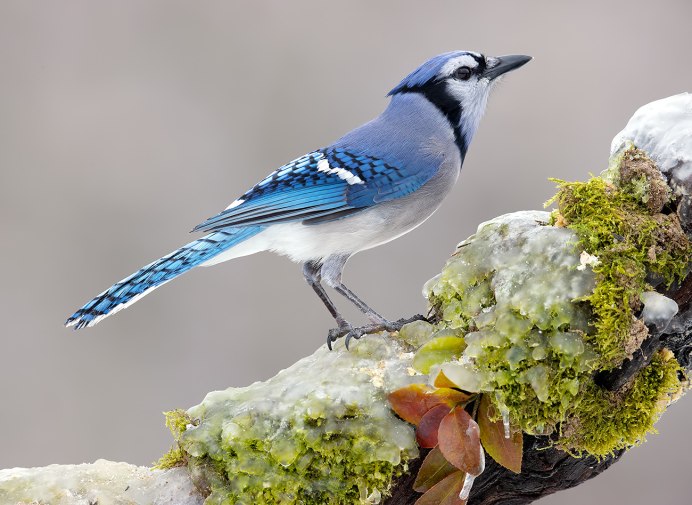 Сойка североамериканская