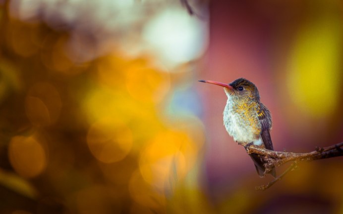 Птица с боку