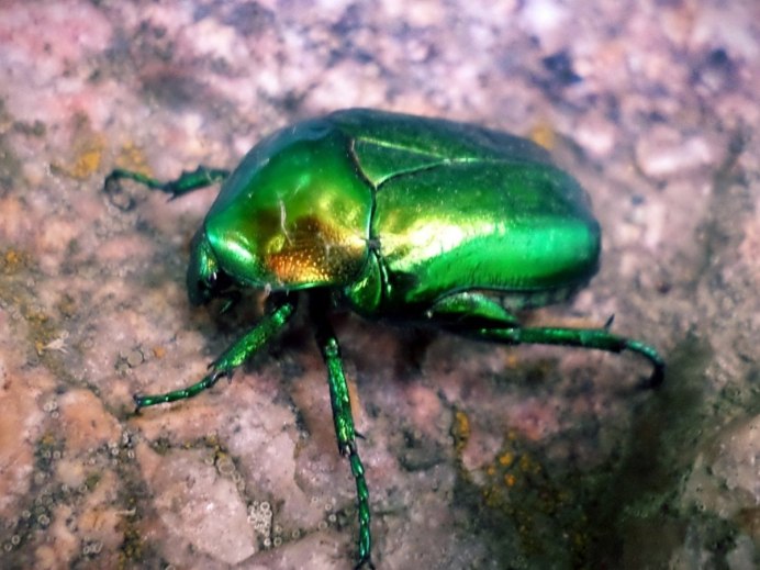 Mecynorrhina torquata ugandensis