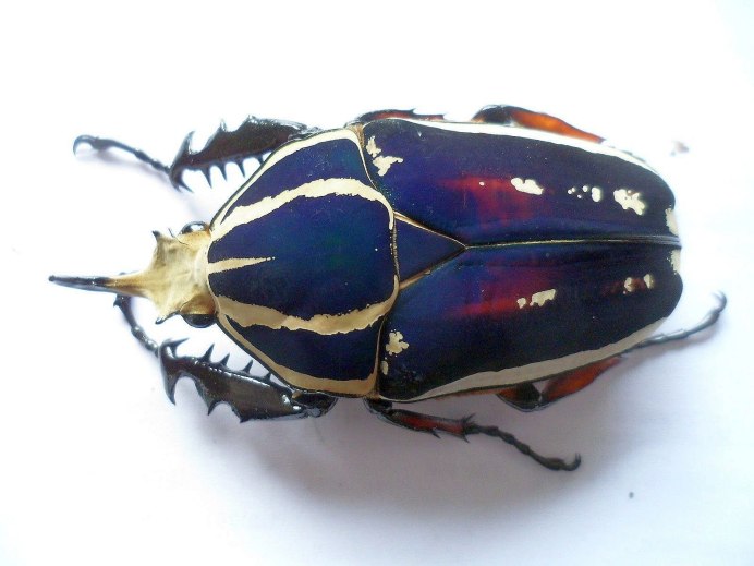 Mecynorrhina ugandensis