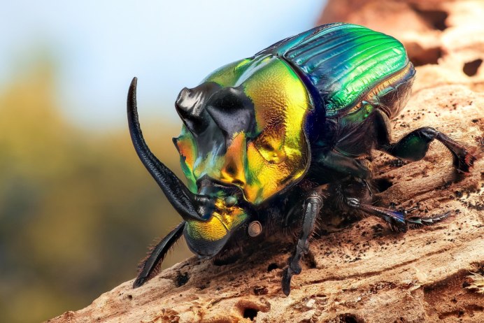 Smaragdina africana africana Жук