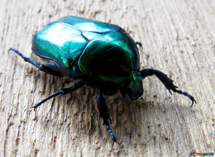 Жук Mecynorrhina torquata