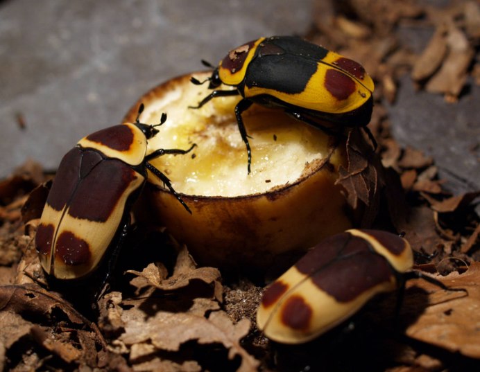 Pachnoda trimaculata
