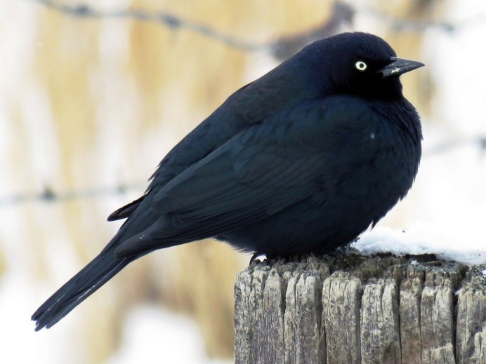 Corvus nasicus