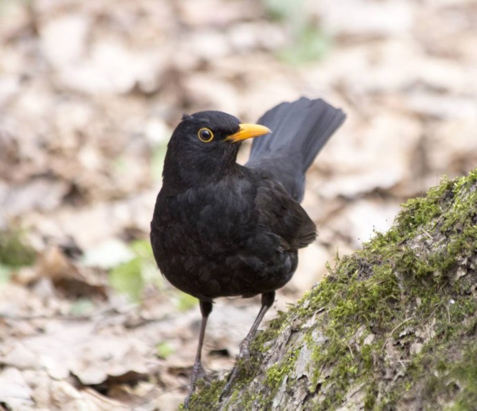 Дрозд чёрный (turdus Merula) 4к