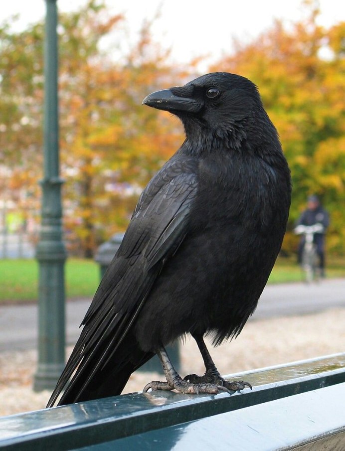 Корвус Коракс ворон