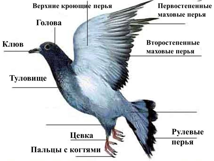 Внешнее строение голубя 7 класс