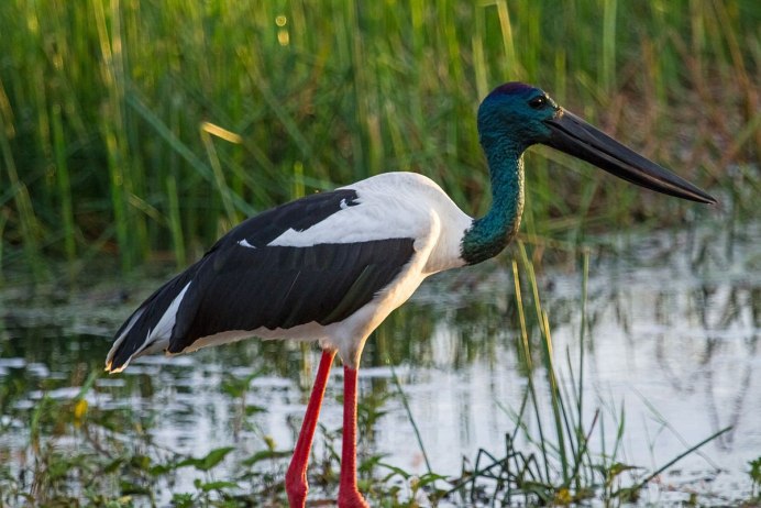 Jabiru (Black-necked Stork)