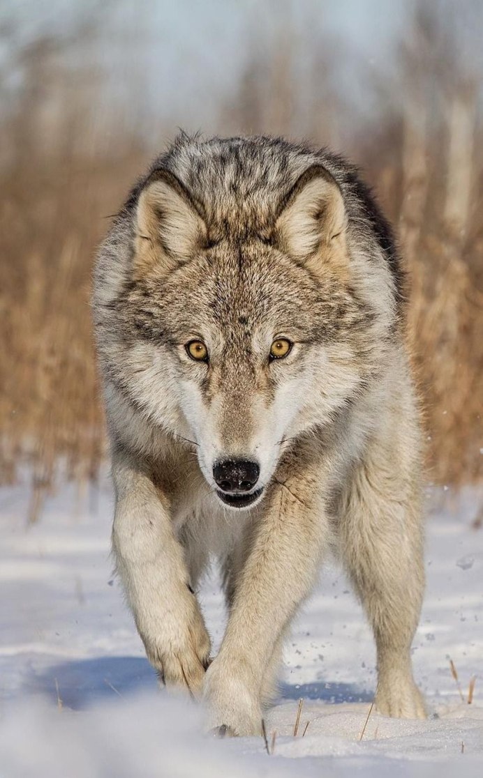 Canis Lupus Campestris