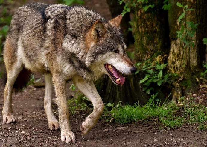 Canis Lupus Campestris