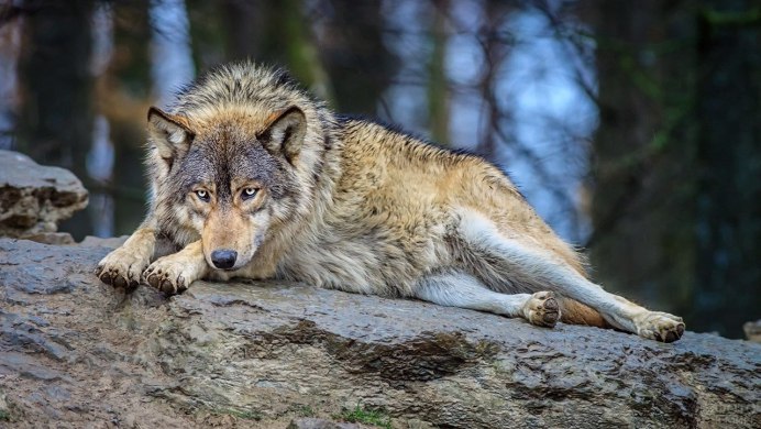 Canis Lupus Campestris