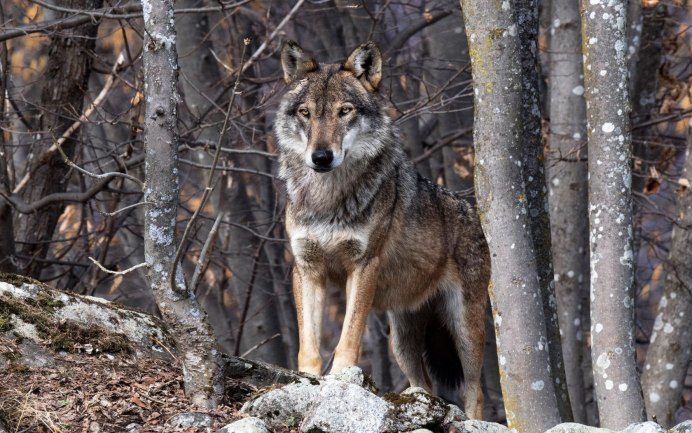 Canis Lupus crassodon