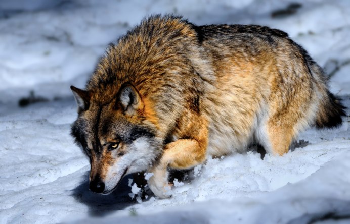 Волк canis Lupus