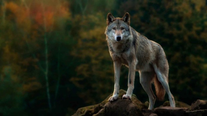Canis Lupus Campestris