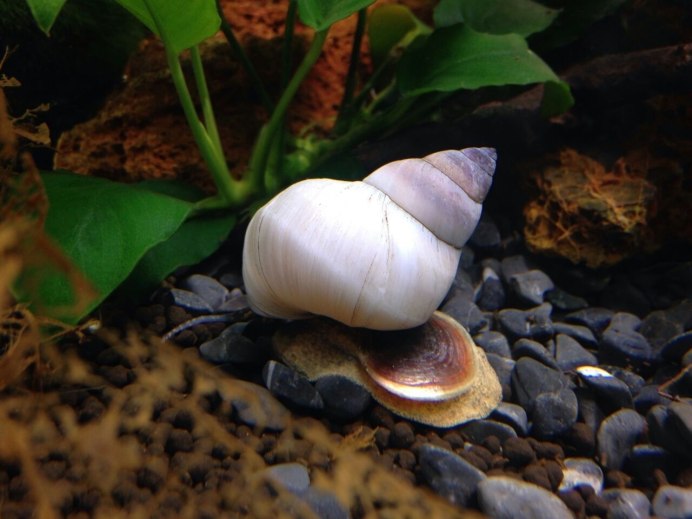 Snail интеллект улитки