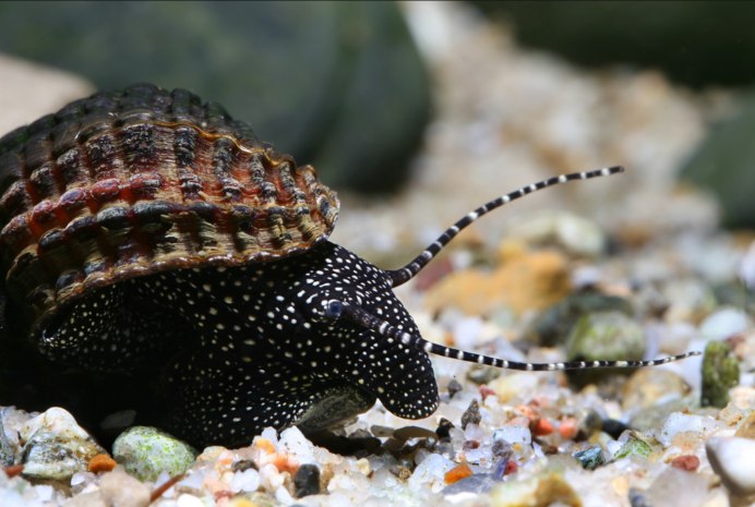 Brotia Pagodula