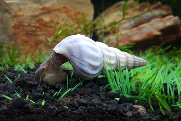 Brotia herculea