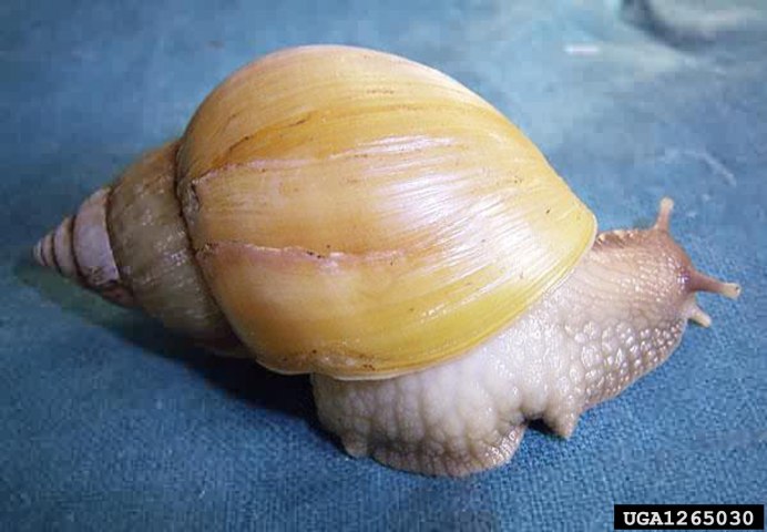 Ramshorn Snail улитка катушка
