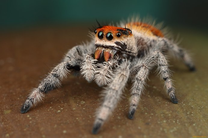 Phidippus Regius female