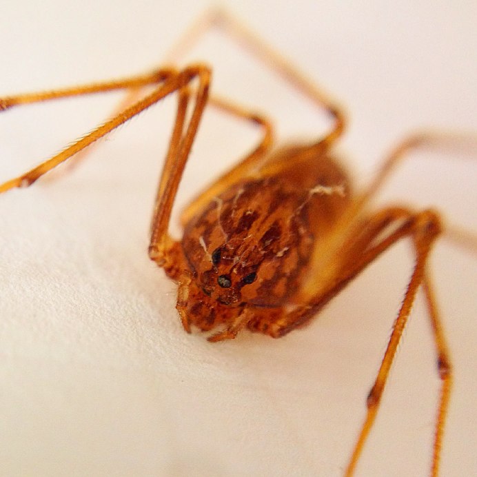 Scytodes thoracica