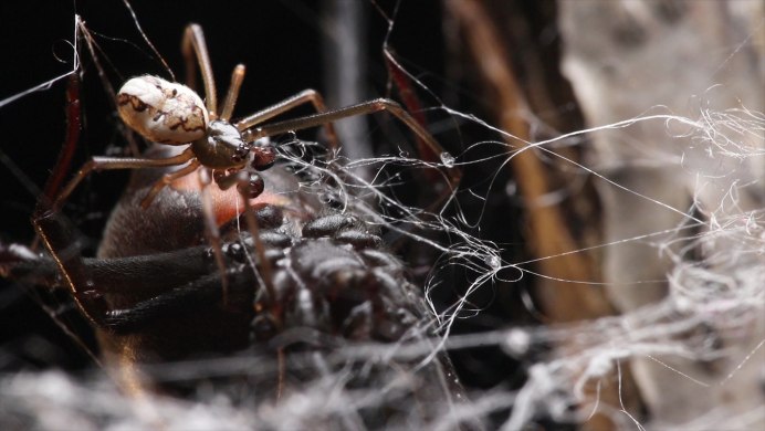 Atrax robustus паук