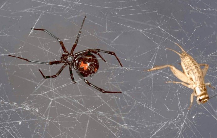 Anelosimus Eximius