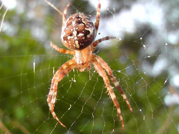 Паук Scytodidae