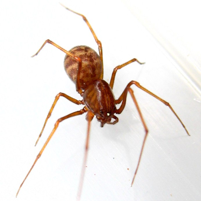 Паук Anapistula Ataecina