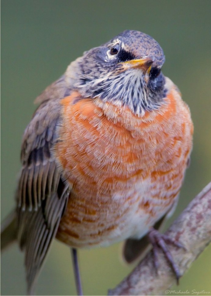 Красногрудый Дрозд