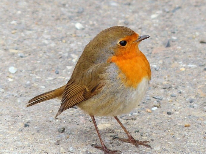 Зимние птицы Зяблик