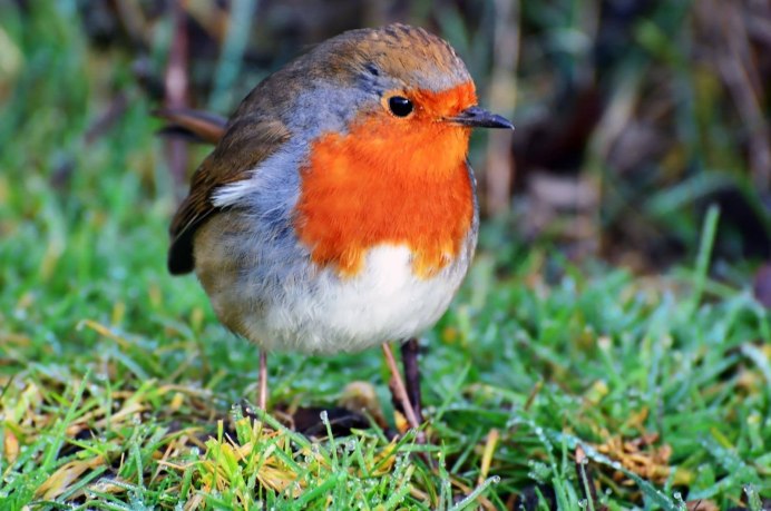 Певчие воробьиные Вьюрковые