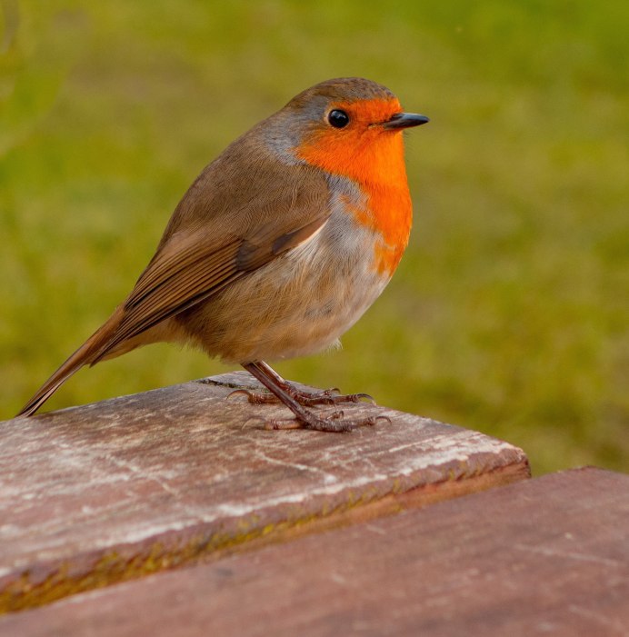 Robin Redbreast