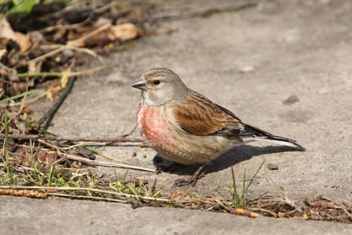 Птичка с черной головой