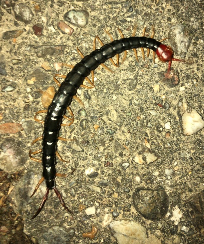 Артроплевра (Arthropleura)