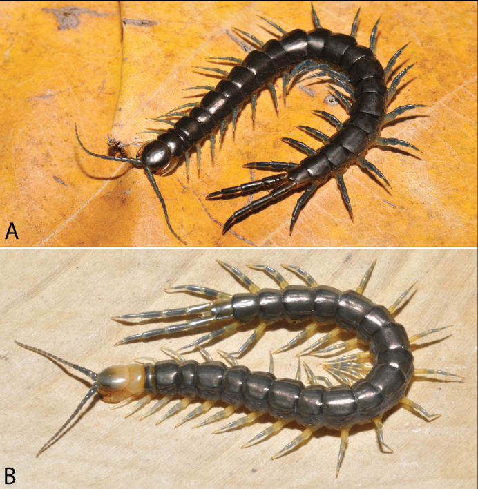 Артроплевра и сколопендра