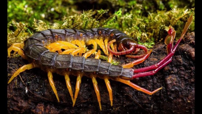 Кольчатая сколопендра строение