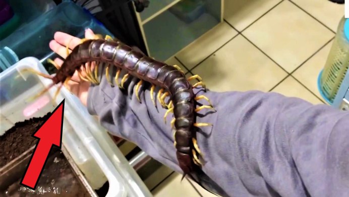 Амазонская сколопендра