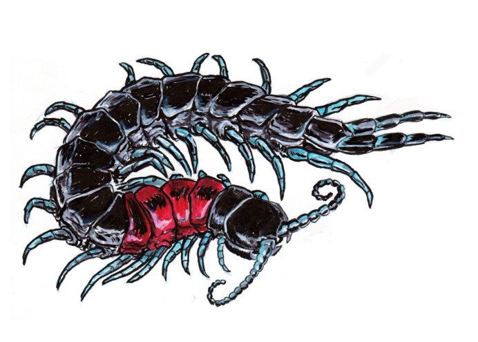 Амазонская гигантская сколопендра