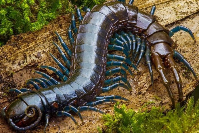 Гигантская многоножка Артроплевра