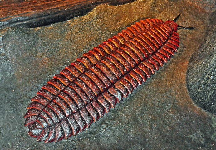 Многоножка Артроплевра