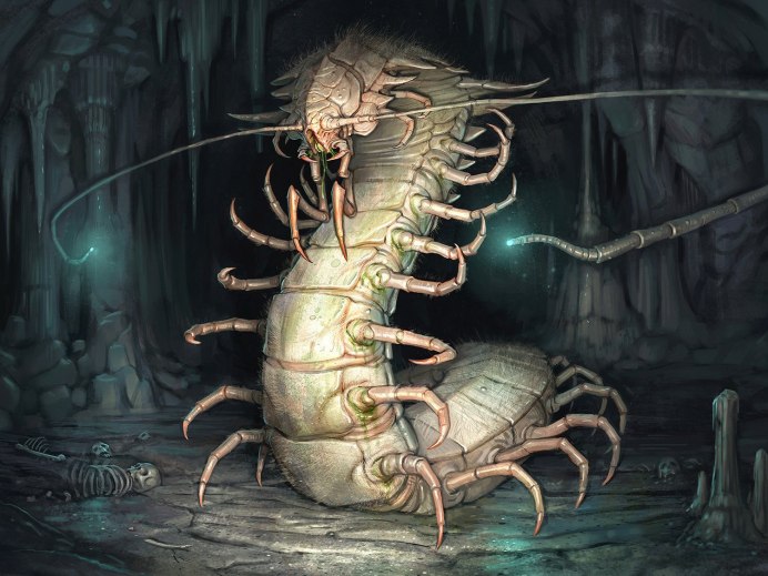 Scolopendra cingulata